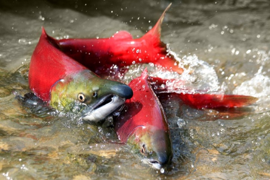 Lower Fraser Fisheries Alliance
